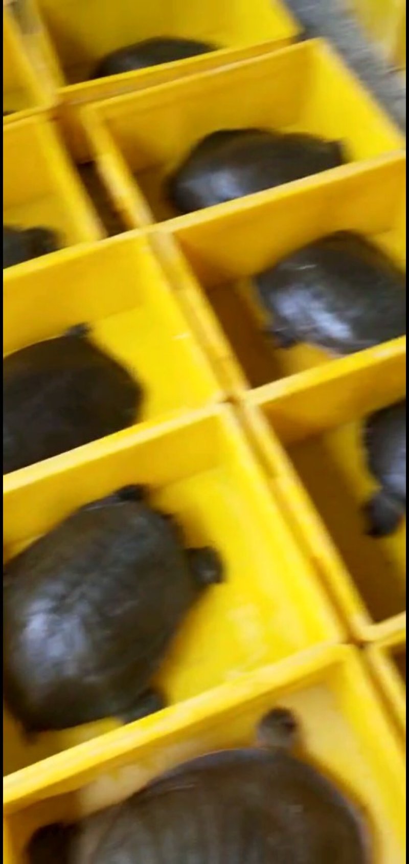 纯生态老甲鱼，大甲鱼，专吃鱼虾长大，3～10斤，