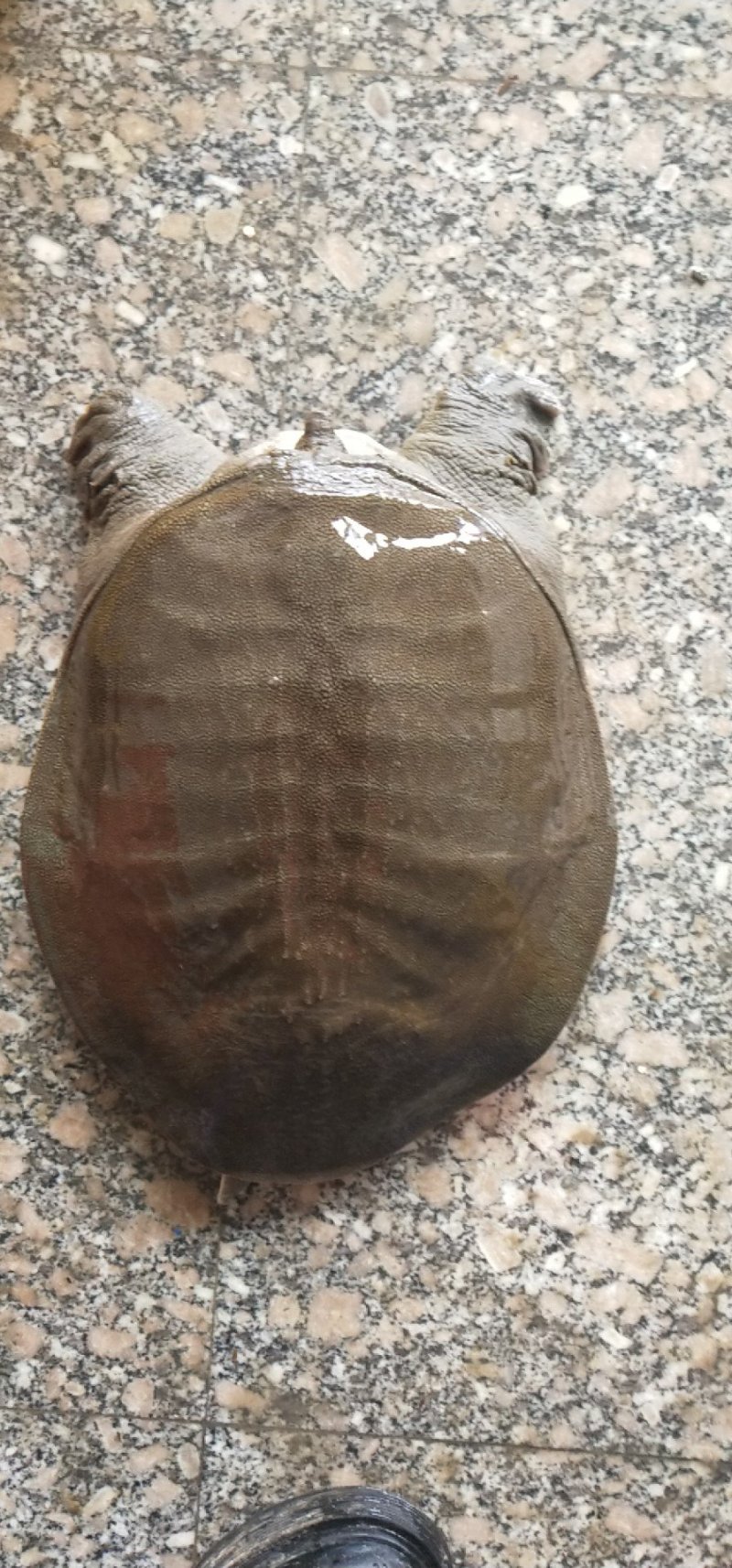 纯生态老甲鱼，大甲鱼，专吃鱼虾长大，3～10斤，