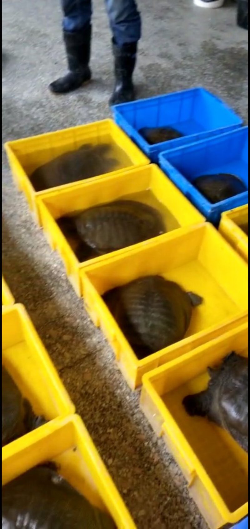 纯生态老甲鱼，大甲鱼，专吃鱼虾长大，3～10斤，
