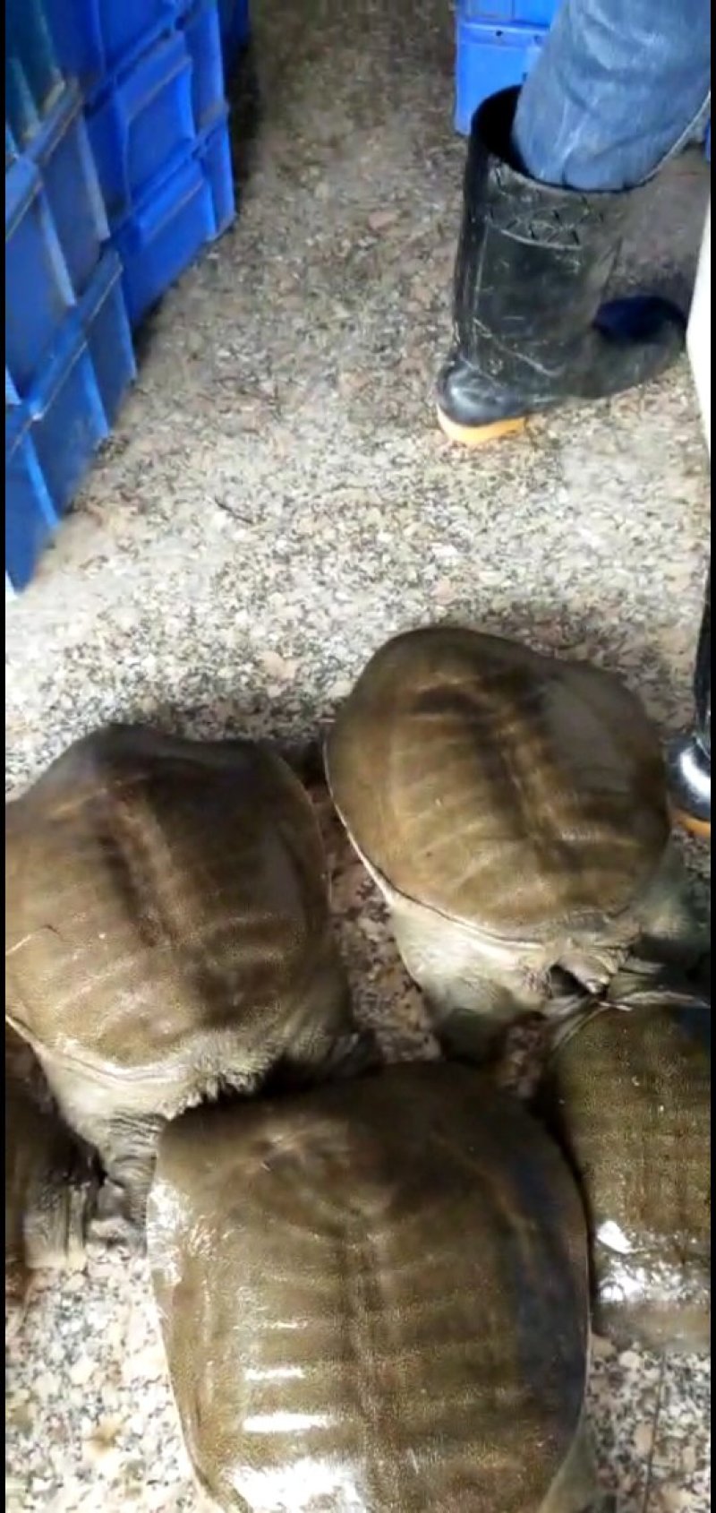 纯生态老甲鱼，大甲鱼，专吃鱼虾长大，3～10斤，