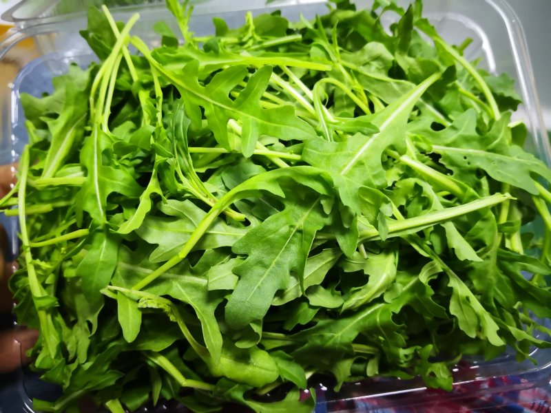 芝麻菜新鲜