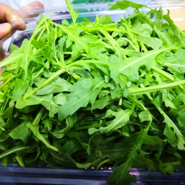芝麻菜新鲜