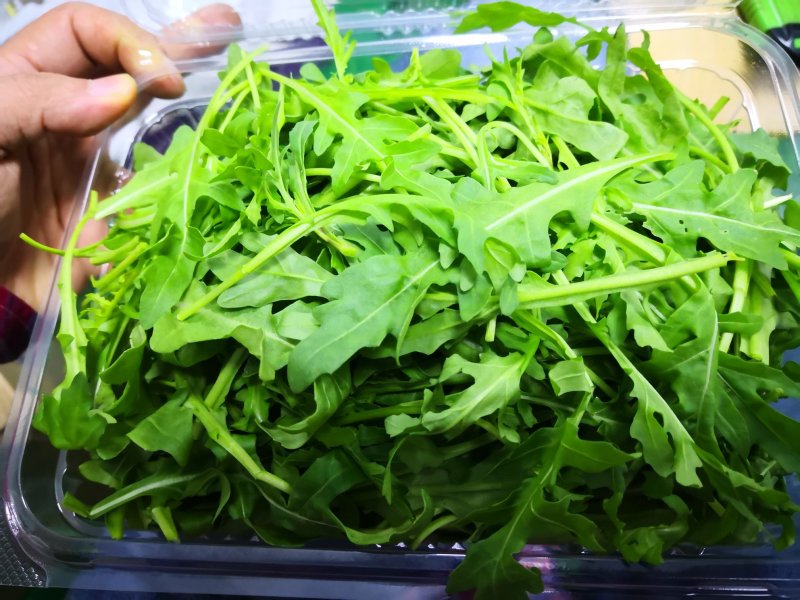芝麻菜新鲜