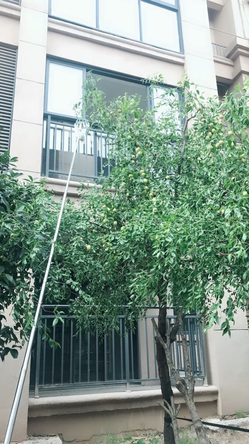 买就送高空伸缩摘果剪采摘器果高枝剪摘果器修枝剪枇杷桃杨梅