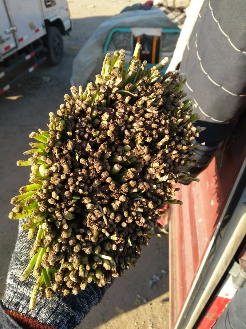 韭菜