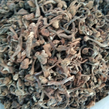 特级纯野生榛蘑丁大山里的绿色食品