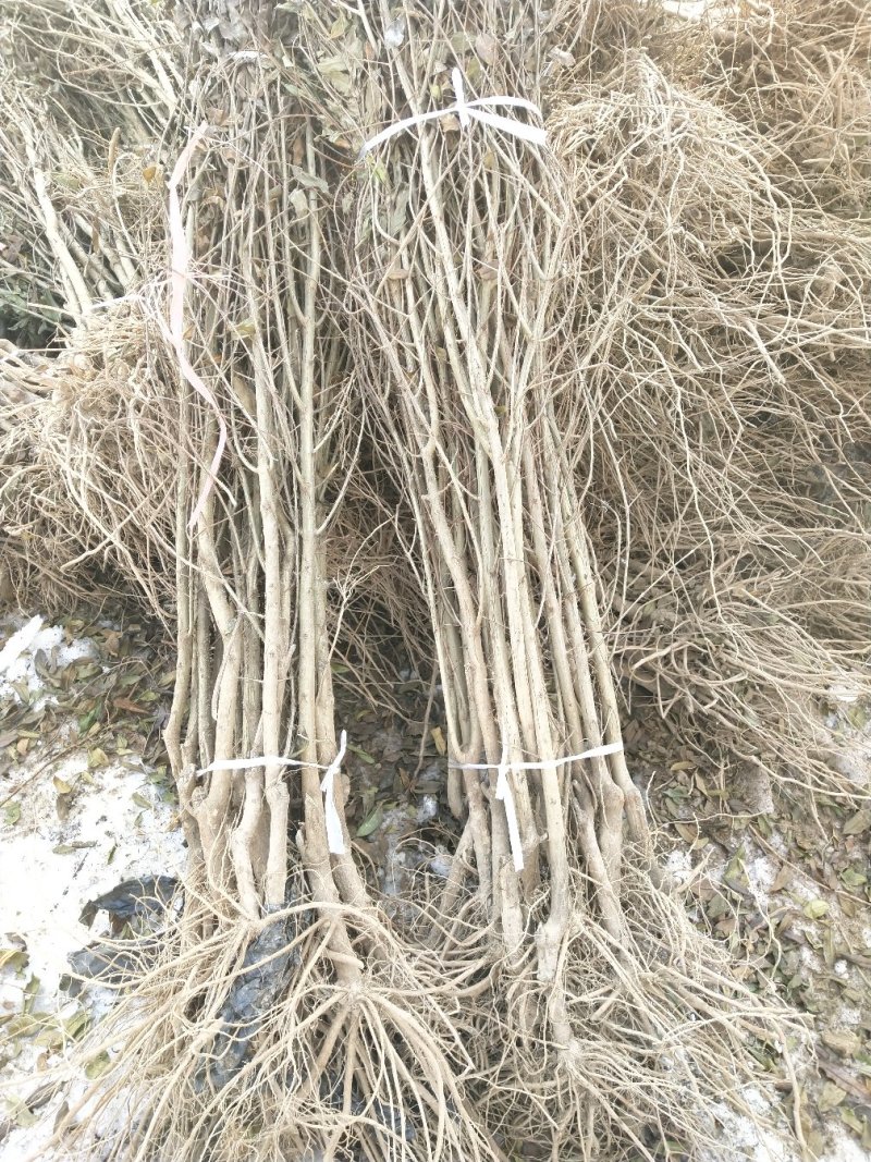 突尼斯软籽石榴树苗