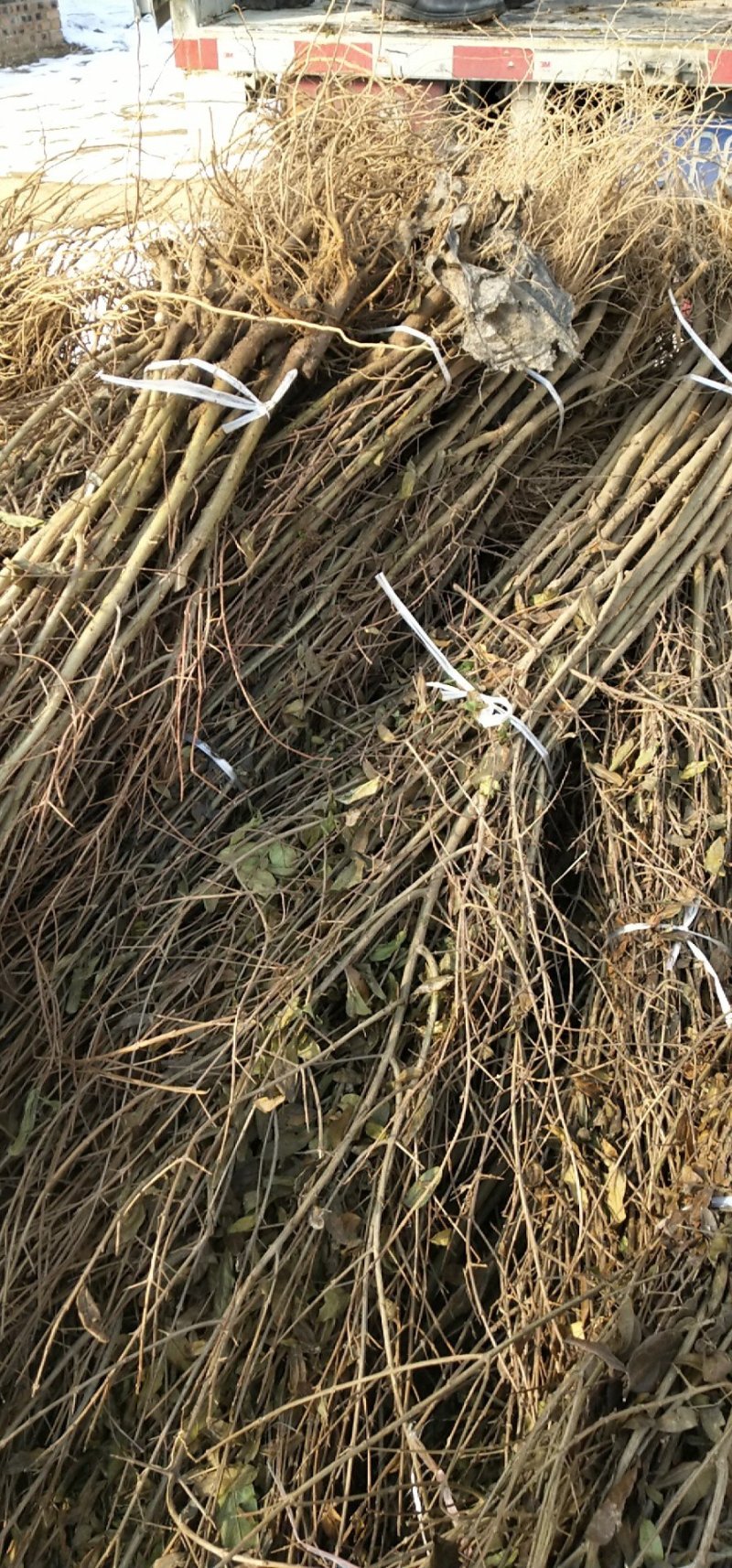突尼斯软籽石榴树苗