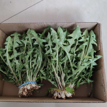 山野菜