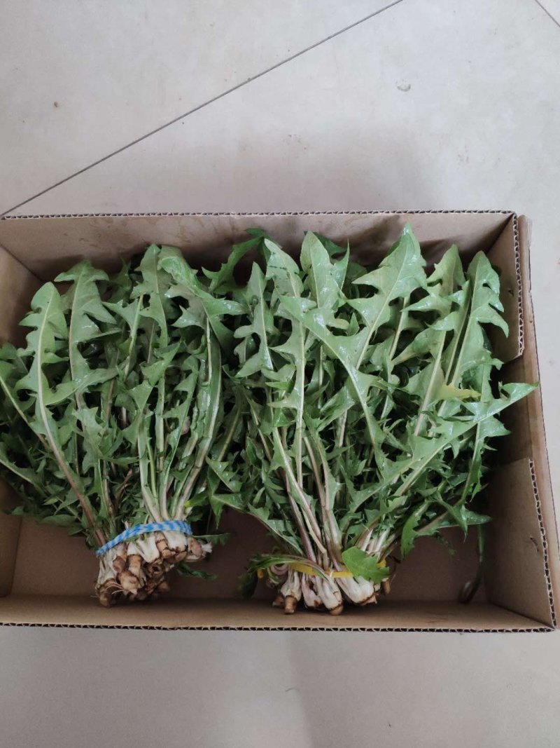 山野菜
