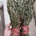 马蹬草过桥草还阳草小石韦中药材500g包邮