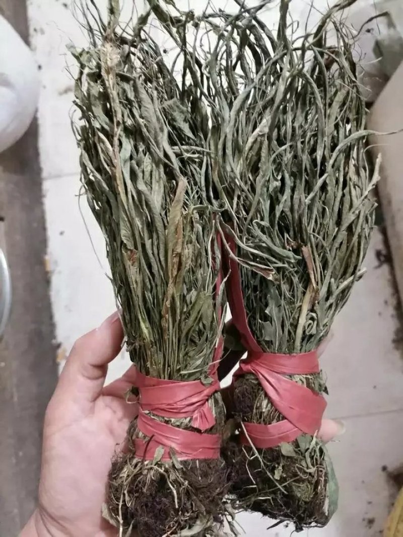马蹬草过桥草还阳草小石韦中药材500g包邮