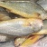 大黄鱼
