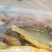 大黄鱼