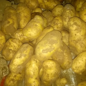 张家口沽源大窖土豆出库形好个大属性好。出售各种土豆