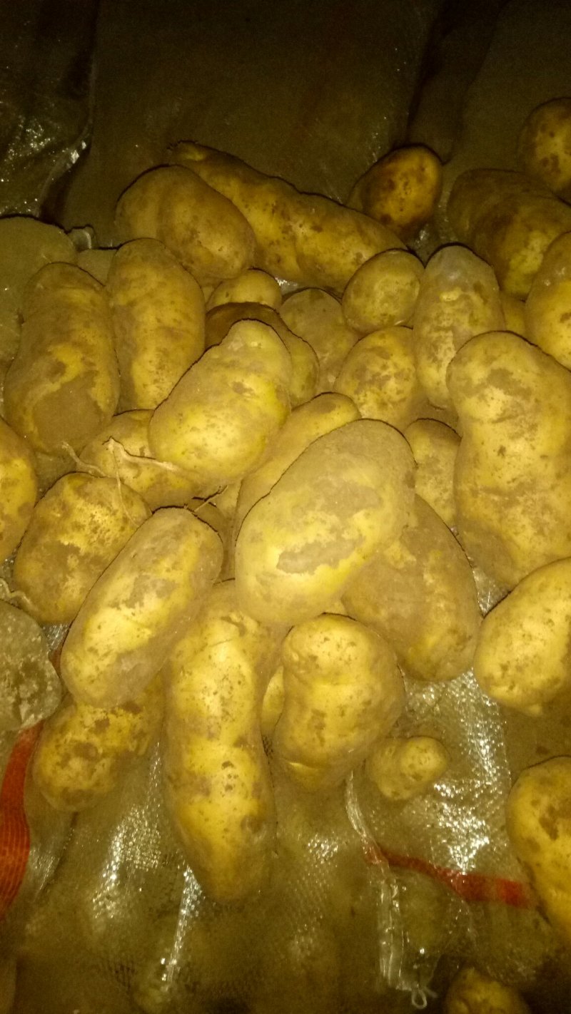 张家口沽源大窖土豆出库形好个大属性好。出售各种土豆