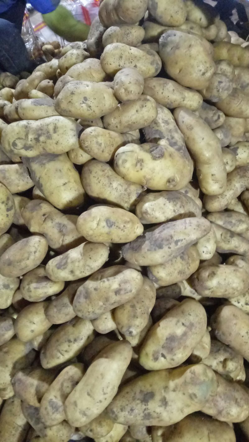 张家口沽源大窖土豆出库形好个大属性好。出售各种土豆