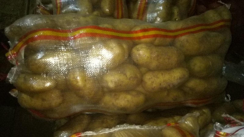 张家口沽源大窖土豆出库形好个大属性好。出售各种土豆