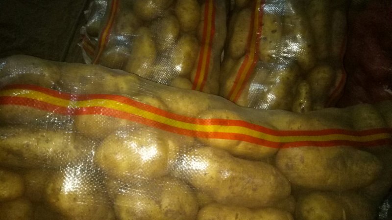 张家口沽源大窖土豆出库形好个大属性好。出售各种土豆