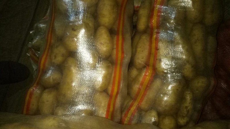 张家口沽源大窖土豆出库形好个大属性好。出售各种土豆