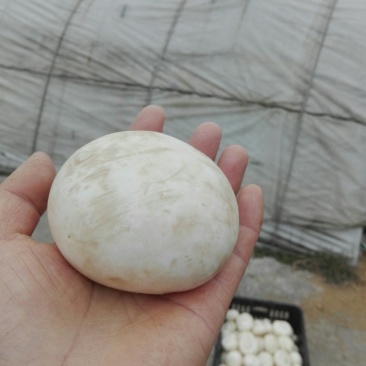 产地大量直供双孢菇（口蘑）可按要求包装。
