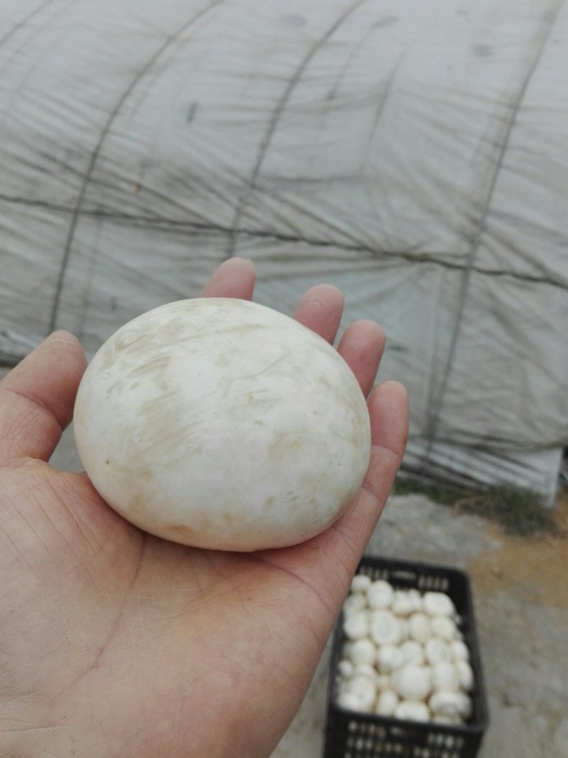 产地大量直供双孢菇（口蘑）可按要求包装。