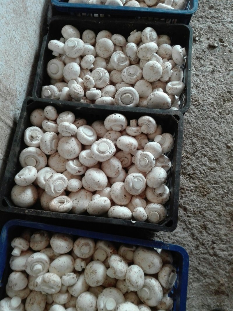 产地大量直供双孢菇（口蘑）可按要求包装。