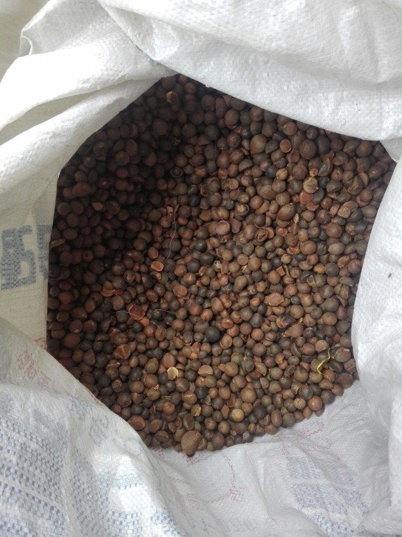 野山茶籽珍珠茶籽霜降茶籽