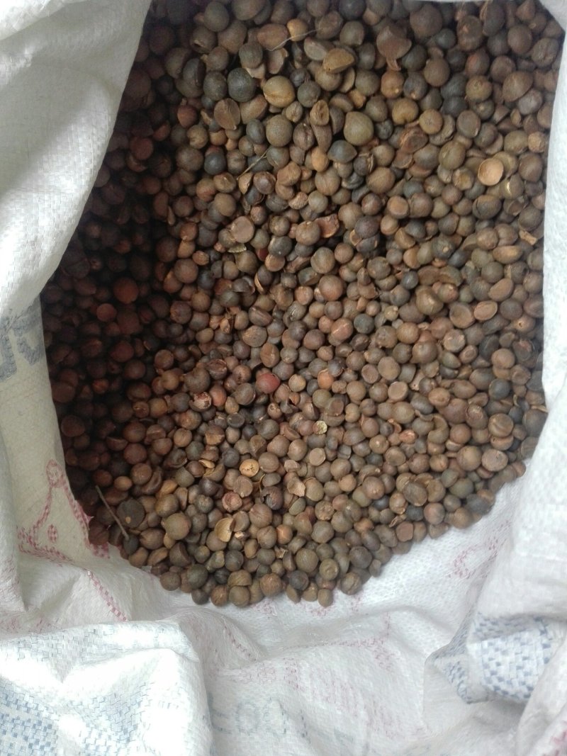 野山茶籽珍珠茶籽霜降茶籽