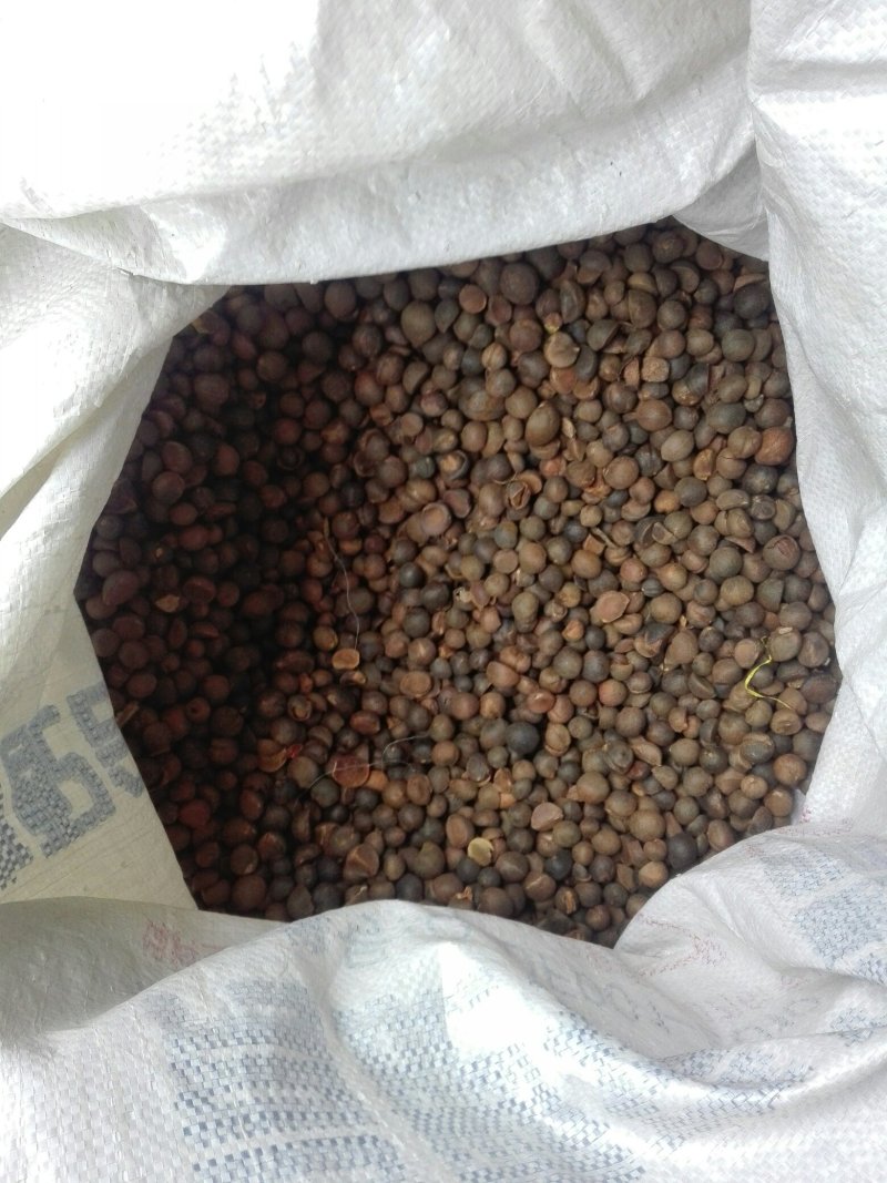 野山茶籽珍珠茶籽霜降茶籽