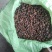 野山茶籽珍珠茶籽霜降茶籽