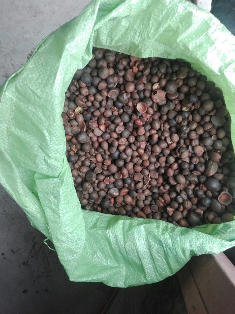 野山茶籽珍珠茶籽霜降茶籽