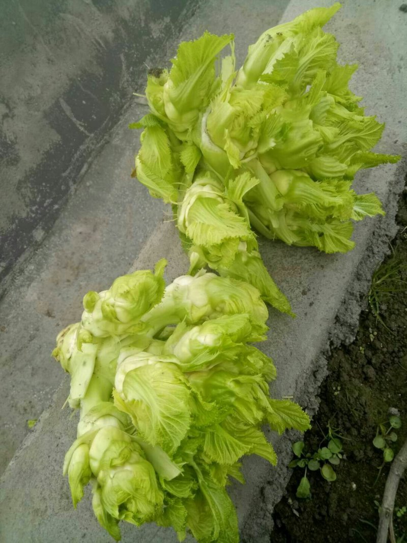 儿菜