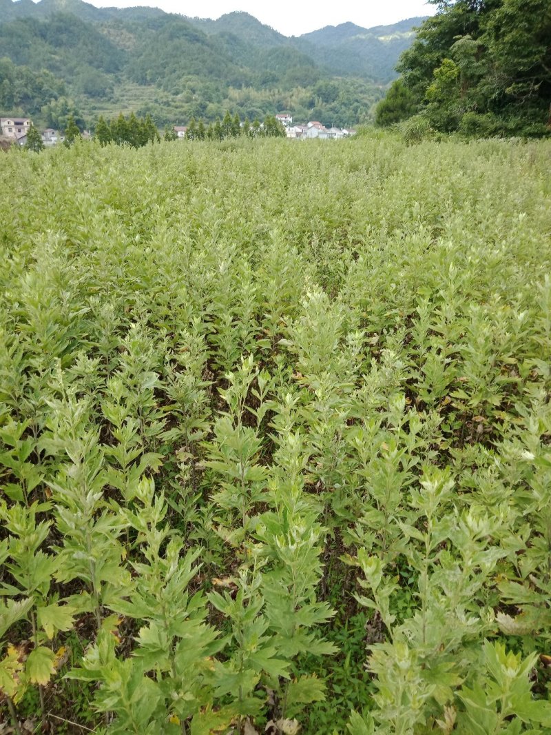 [蕲春艾草]蕲北艾农直销，告别中间商差价。
