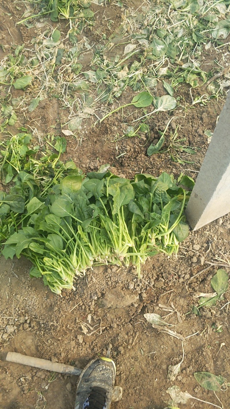 菠菜