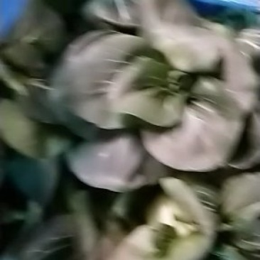 苏州青