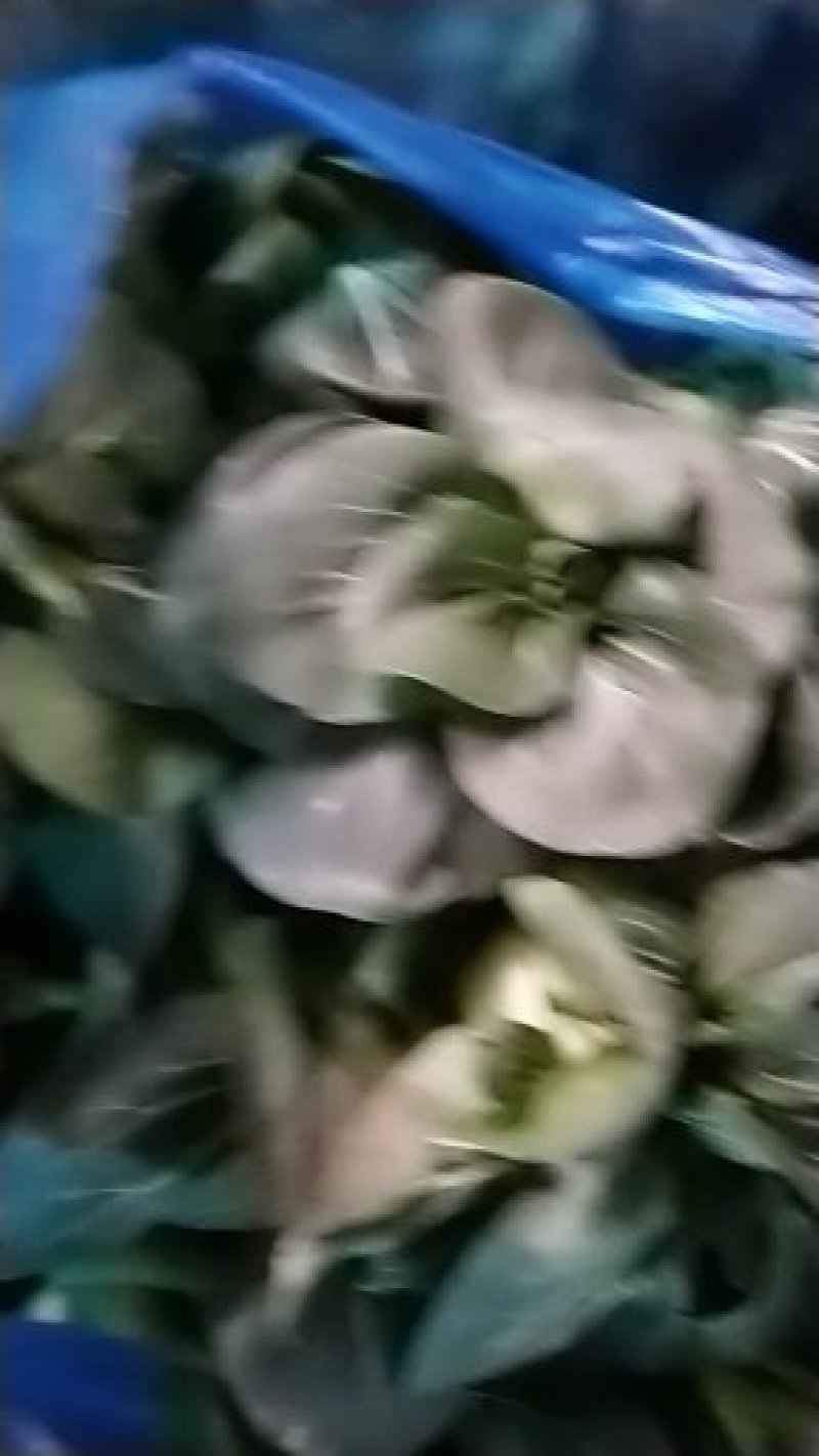 苏州青