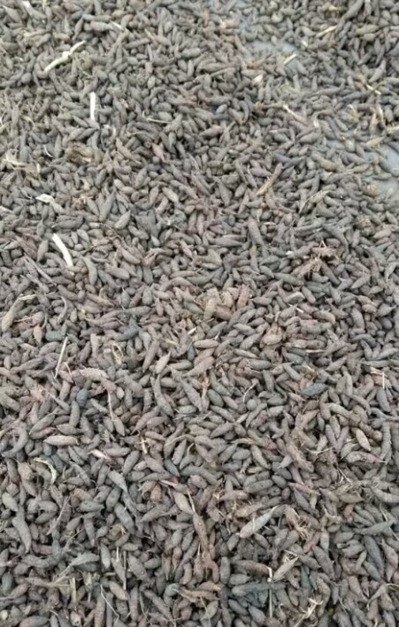 香附子沙地野生香附子根