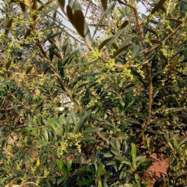 有好货：2350亩油橄榄基地转让，水电路房齐全，可以分转