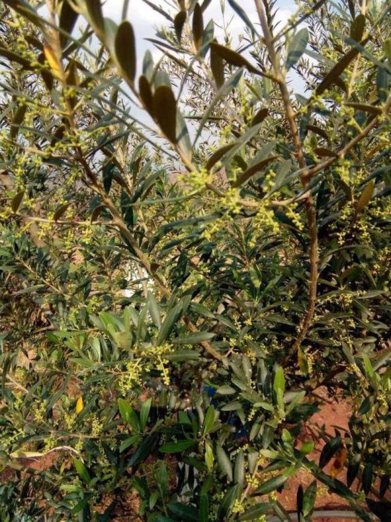 有好货：2350亩油橄榄基地转让，水电路房齐全，可以分转