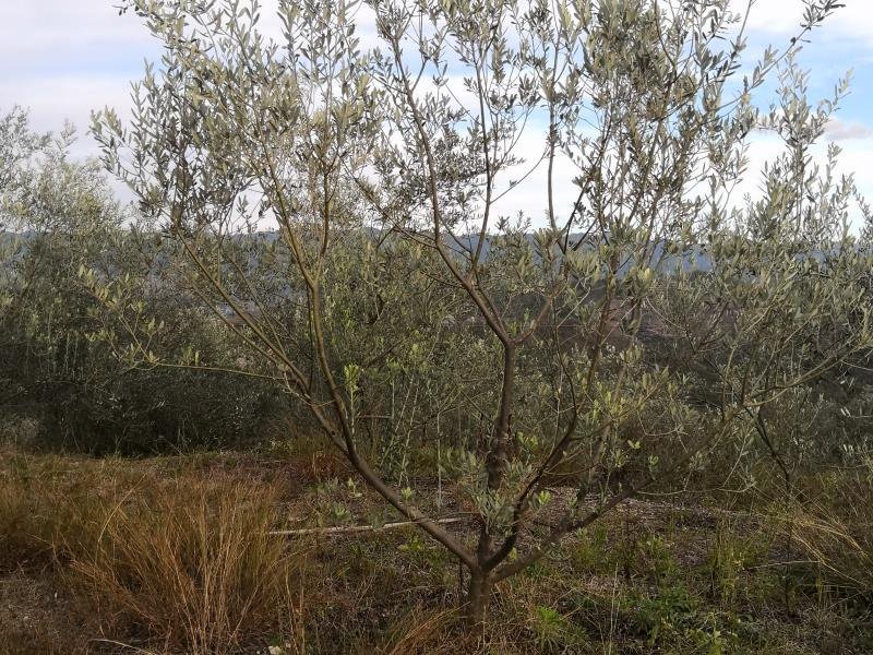 有好货：2350亩油橄榄基地转让，水电路房齐全，可以分转