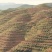 有好货：2350亩油橄榄基地转让，水电路房齐全，可以分转