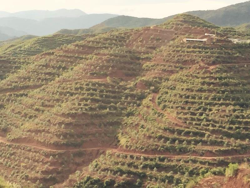有好货：2350亩油橄榄基地转让，水电路房齐全，可以分转