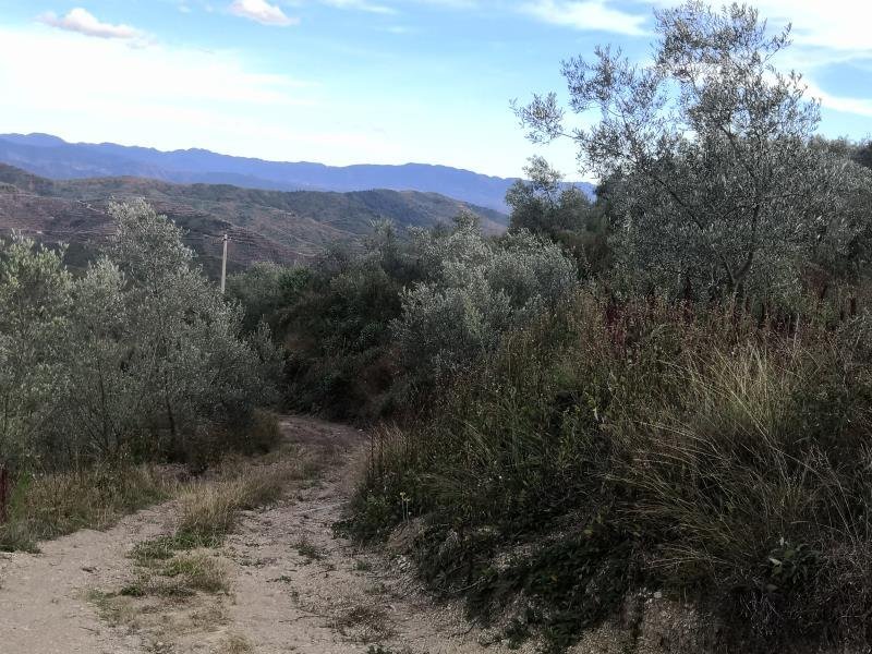 有好货：2350亩油橄榄基地转让，水电路房齐全，可以分转