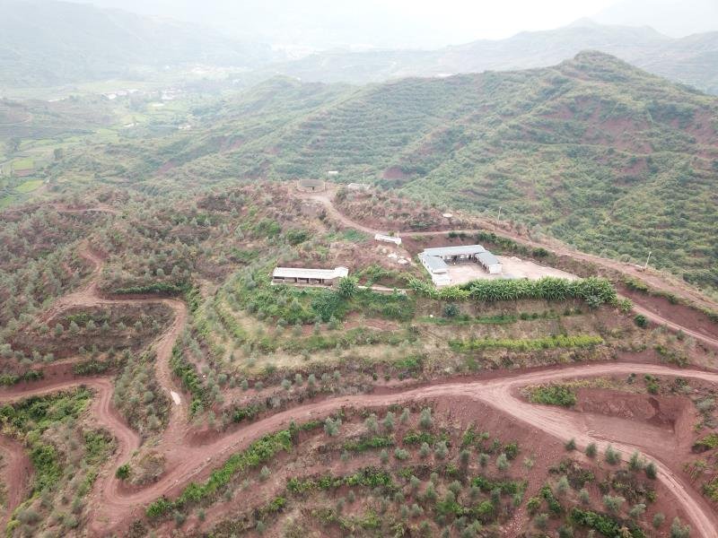 有好货：2350亩油橄榄基地转让，水电路房齐全，可以分转