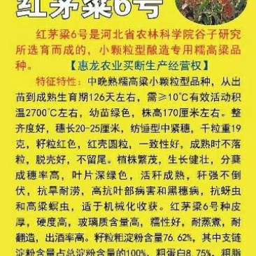 糯高粱种子