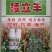 糯高粱种子