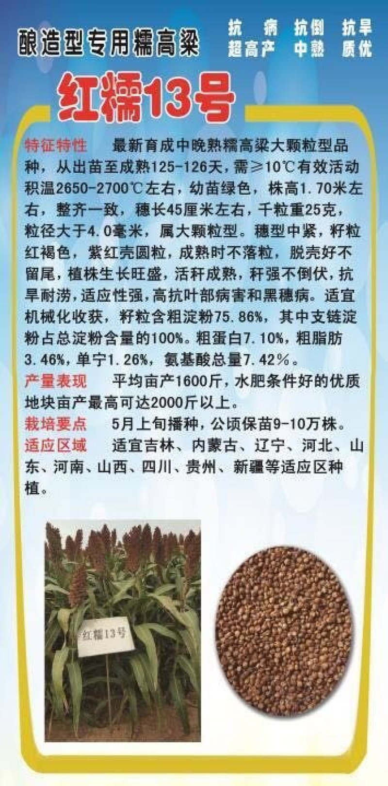 糯高粱种子