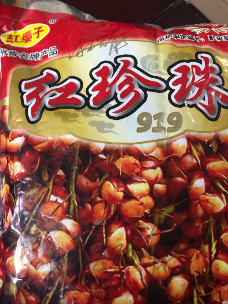 糯高粱种子