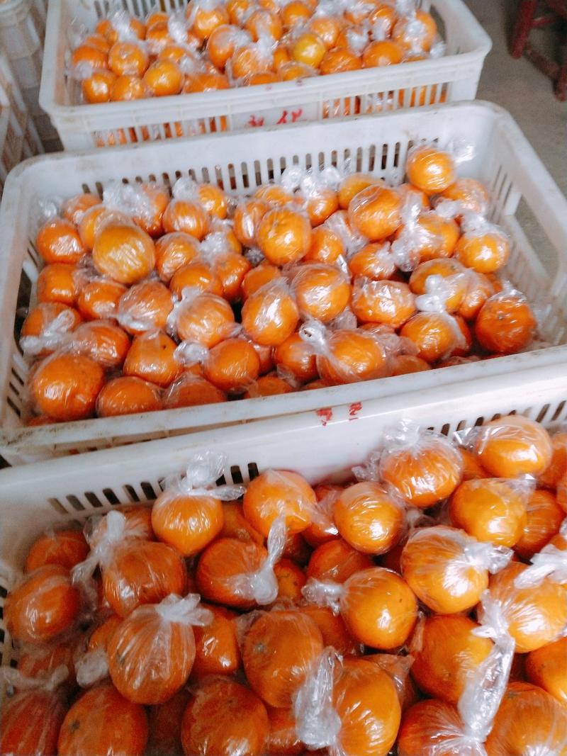 湖南椪柑大量供应，电商果，果皮干净无麻点，口感甜